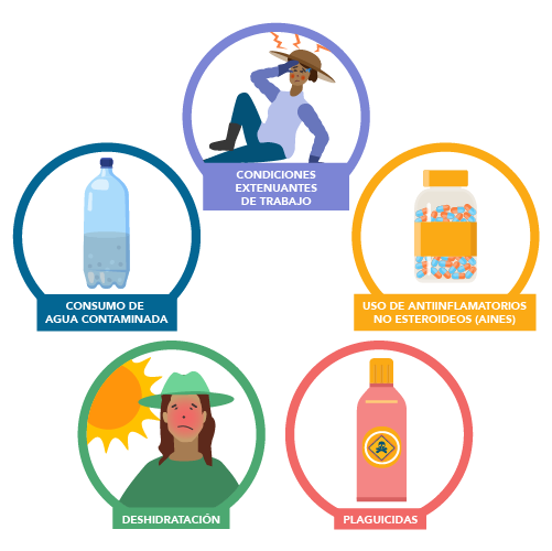 Gráfico que combina plaguicidas, condiciones extenuantes de trabajo, el uso de antiinflamatorios no esteroideos (AINES), el consumo de agua contaminada y la deshidratación